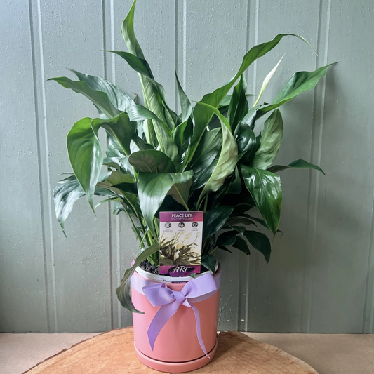7 Surprising Secrets of the Peace Lily: Your Ultimate Guide to Serenity and Clean Air