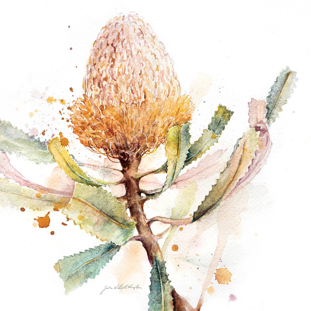 Hookers Banksia- Greeting Card