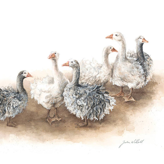 ‘Afternoon Gaggle’ Sebastapol Geese - Greeting Card