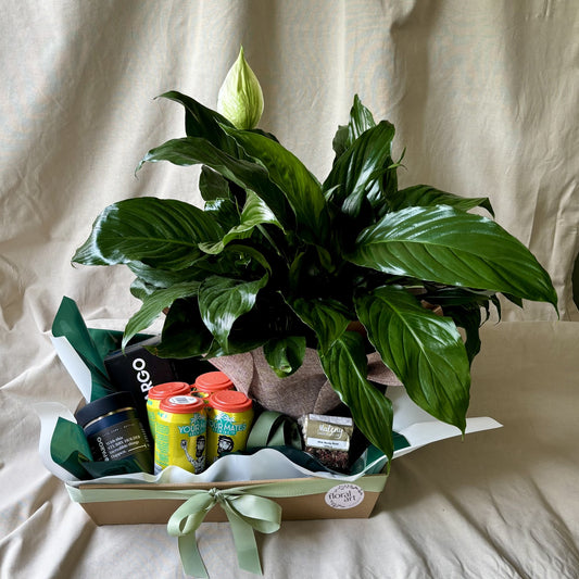 Gift basket with a potted plant, beers, and other items on a neutral background