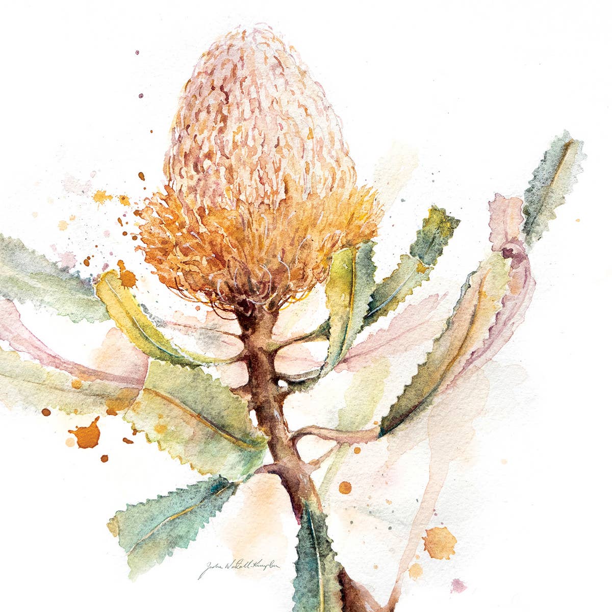 Hookers Banksia- Greeting Card