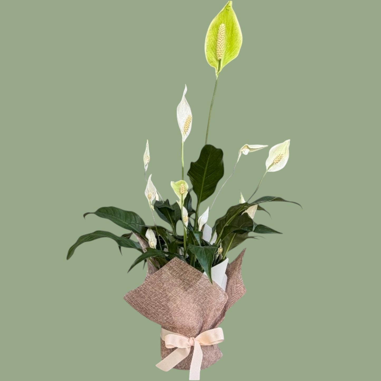 Peace Lily Plant wrapped in jute wrapping