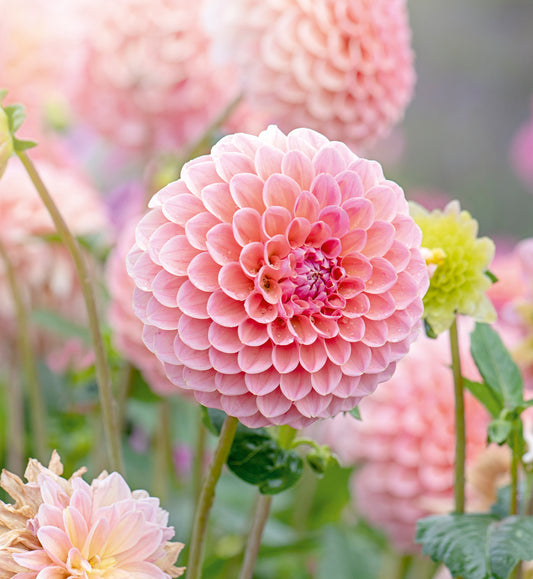 Flowers available in Summer in Queensland