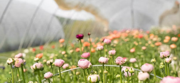 Eco-Conscious Flower Gifting on the Sunshine Coast