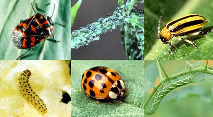 How to Identify Common Flower Pests and Solutions