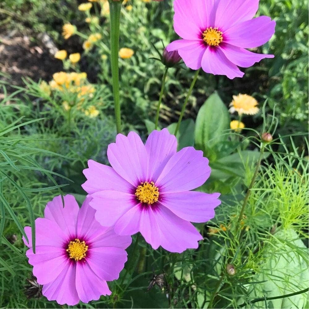 Blooming Beautiful Gift of Seeds (Australia Only)