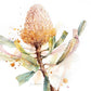 Hookers Banksia- Greeting Card