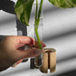 Wooden Test Tube Plant Holder. Plant Propagation Wall Hanger