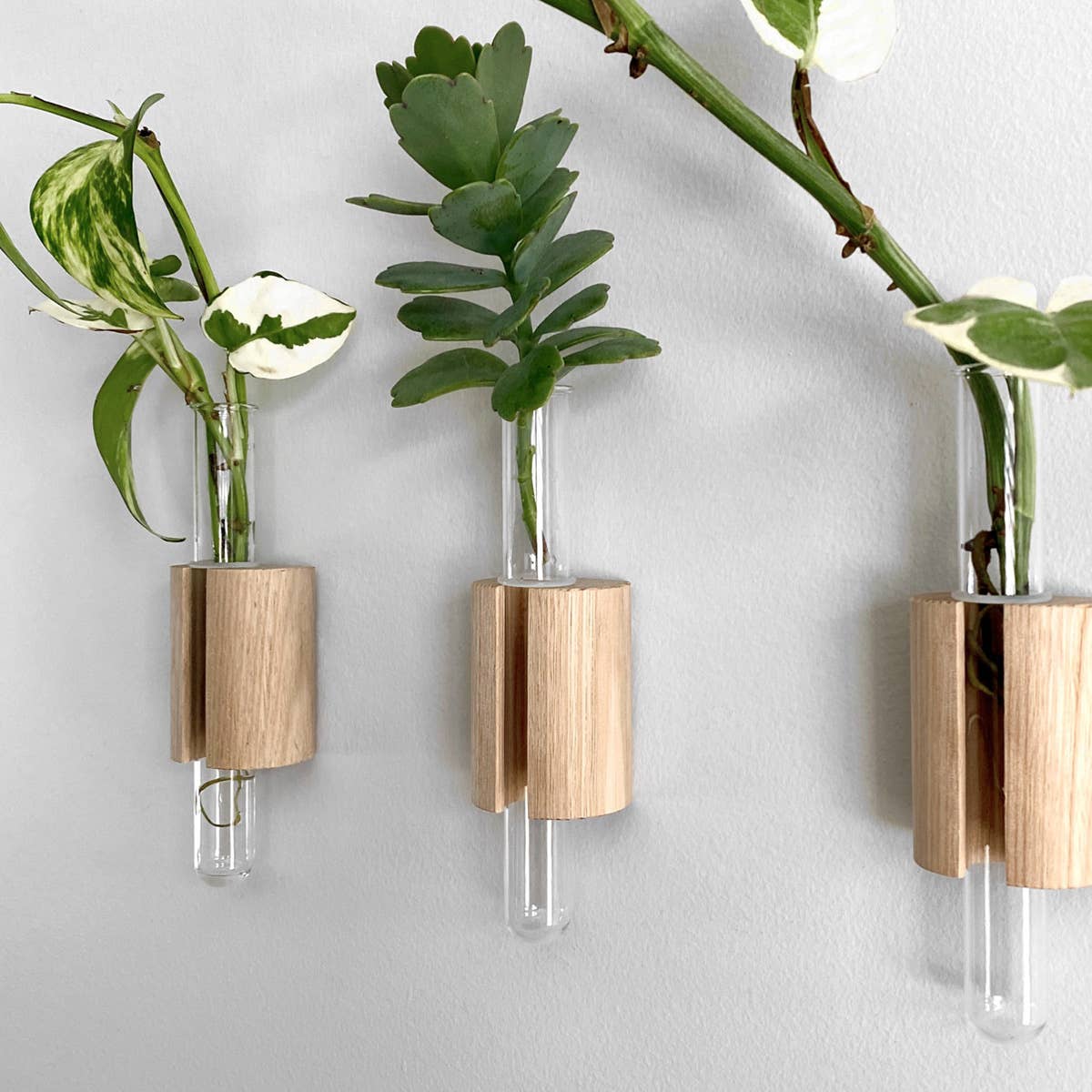 Wooden Test Tube Plant Holder. Plant Propagation Wall Hanger