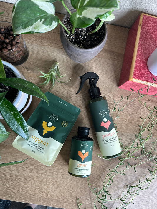 Let It Grow Essentials Kit - Case of 6