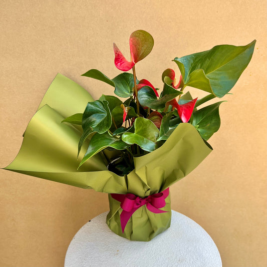 Anthurium Plant gift wrapped