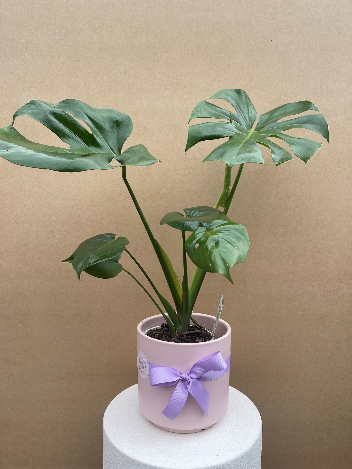 Monstera Deliciosa Plant