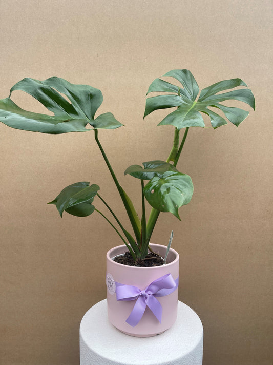 Monstera Deliciosa Plant