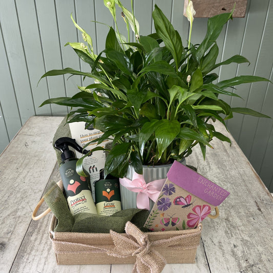 Plant and care products in hamper