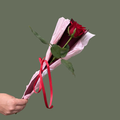  red rose wrapped in pink paper with a red ribbon against a gray background