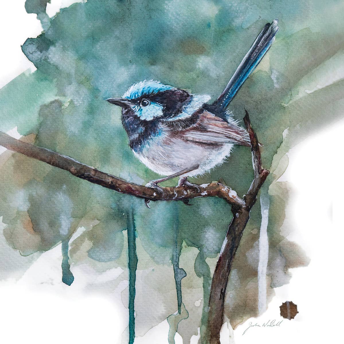 Blue Wren - Greeting Card