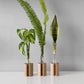 Wooden Test Tube Plant Holder. Plant Propagation Wall Hanger