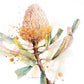 Hookers Banksia- Greeting Card