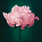 Hope Peony - Peony Flower Greeting Card