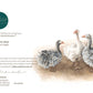 ‘Afternoon Gaggle’ Sebastapol Geese - Greeting Card