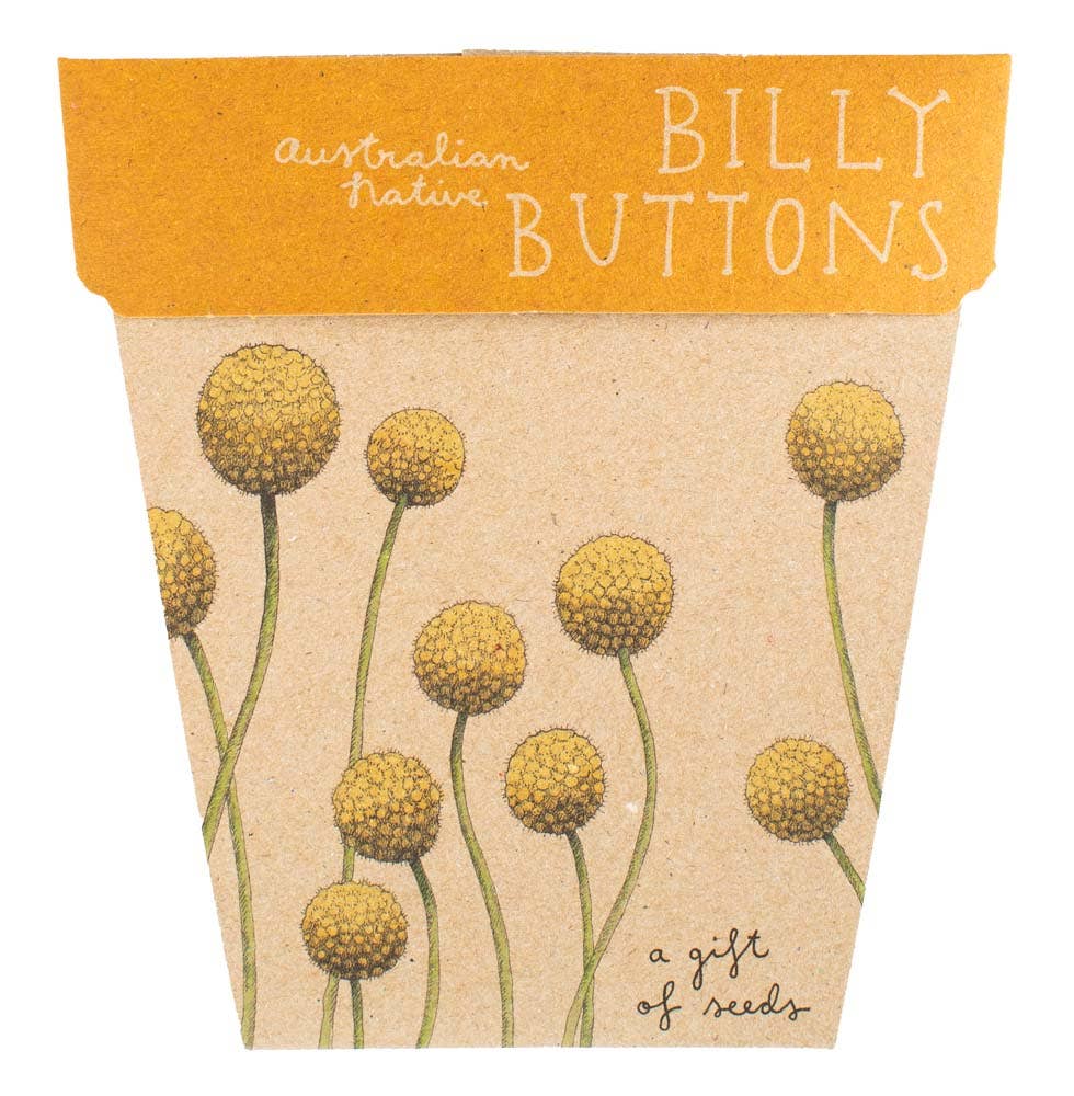 Seed packet with illustrations of yellow flowers labeled 'Billy Buttons' on a beige background.