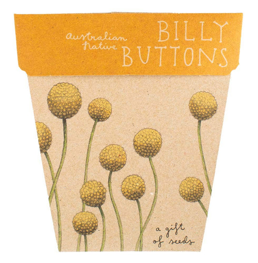 Seed packet with illustrations of yellow flowers labeled 'Billy Buttons' on a beige background.