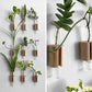 Wooden Test Tube Plant Holder. Plant Propagation Wall Hanger