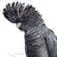 'Black Cockatoo' - Greeting card