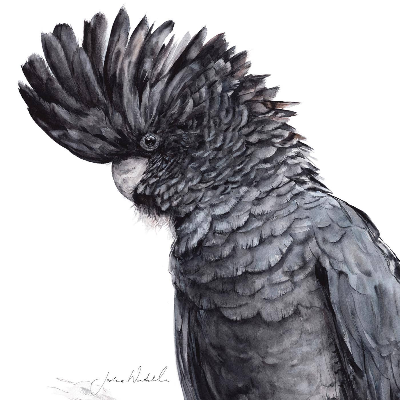 'Black Cockatoo' - Greeting card