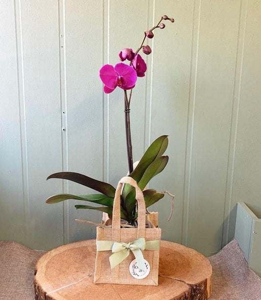Orchid plant in jute bag