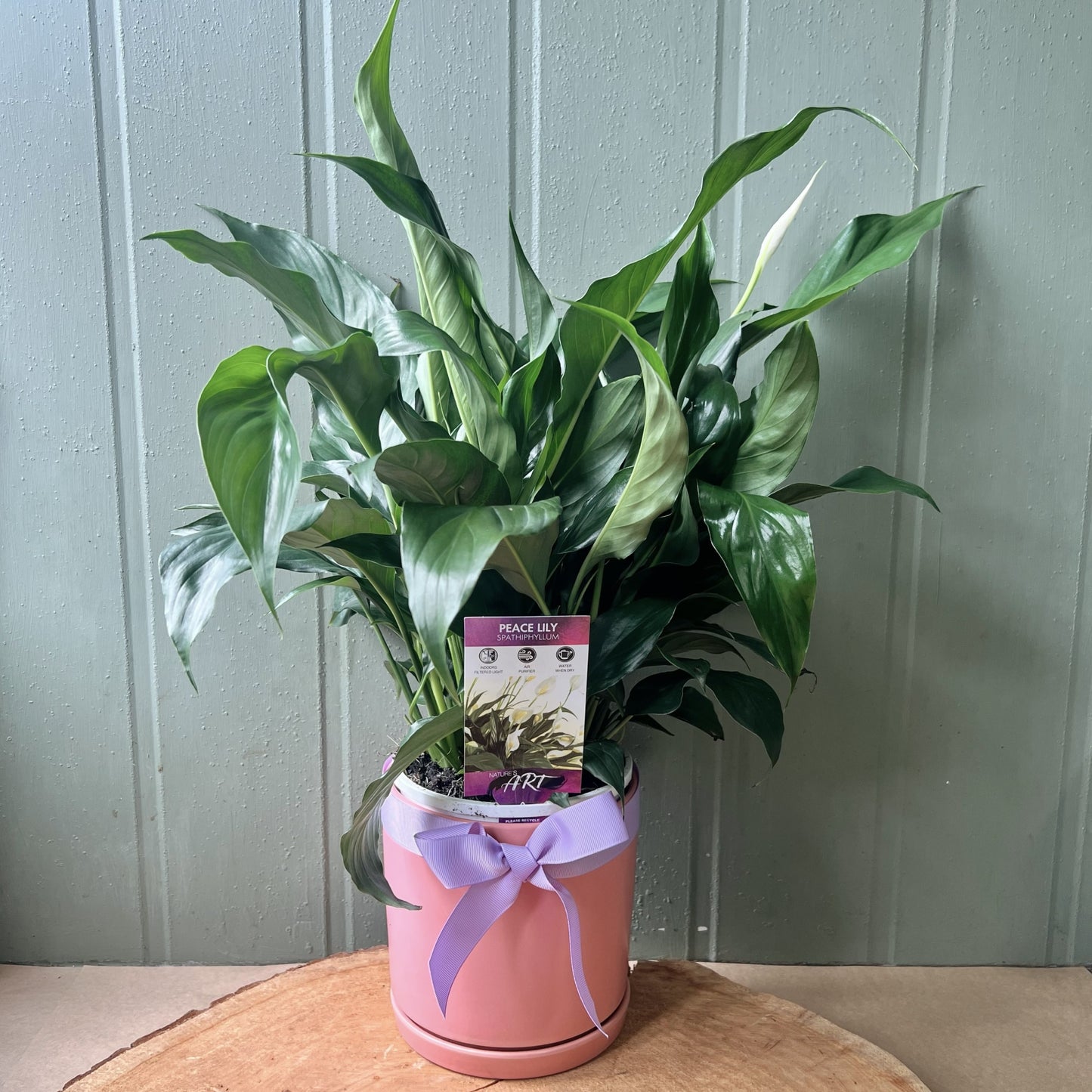 peace lily in ceramic pot