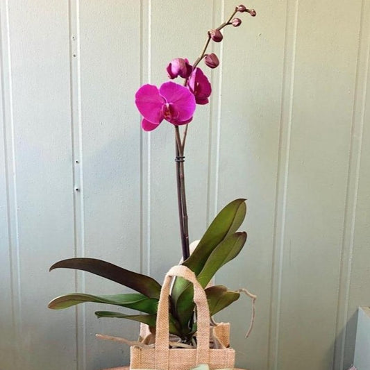 Orchid plant in Jute Bag.